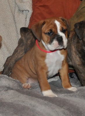 Les chiots de Bulldog continental