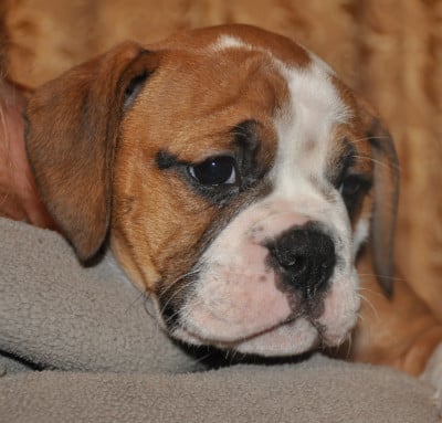 Les chiots de Bulldog continental