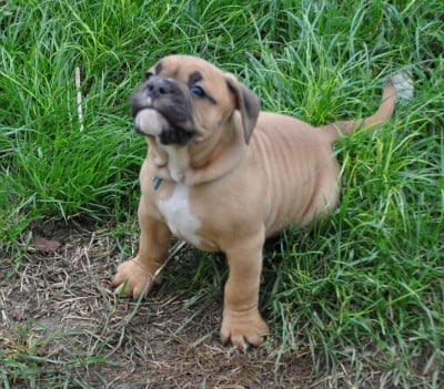 Les chiots de Bulldog continental