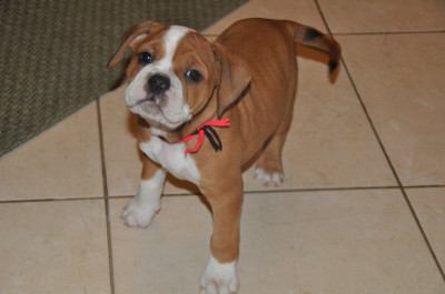 Les chiots de Bulldog continental