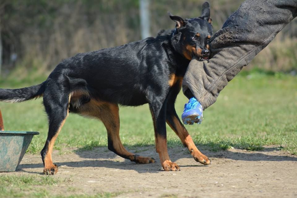 Ero dit loubard del mistero nero - Ring 2 - Bon