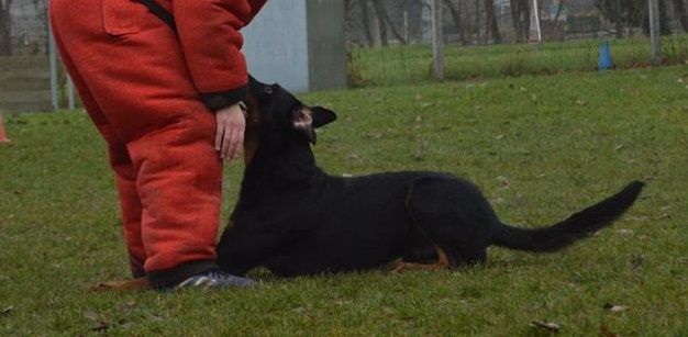 Ero dit loubard del mistero nero - Ring 1 - Excellent