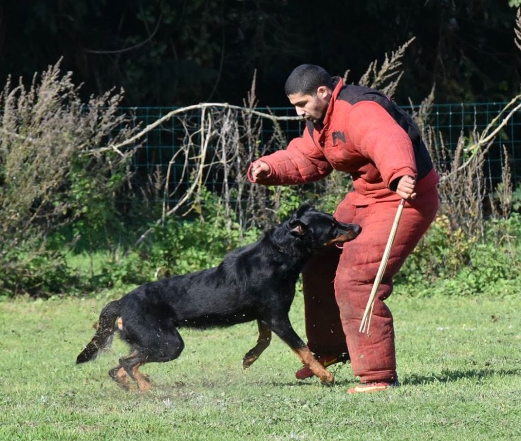 Ero dit loubard del mistero nero - Ring 2 - Excellent