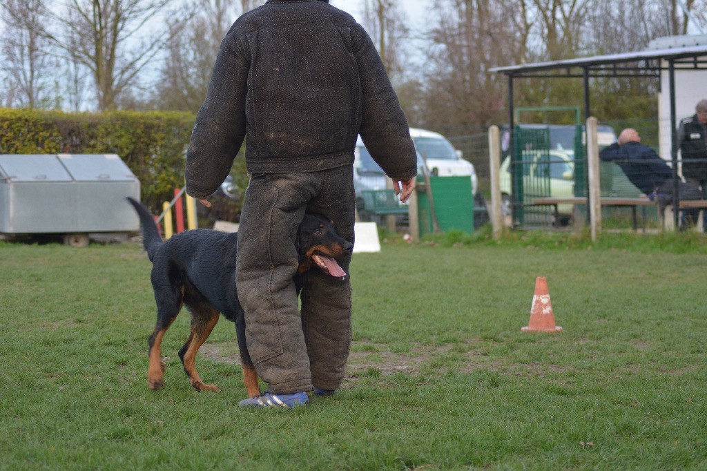 Ero dit loubard del mistero nero - Ring 1 - Excellent