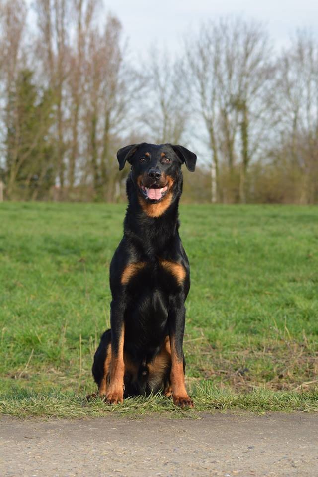 Ero dit loubard del mistero nero - 261/300 - Excellent - Ring 2