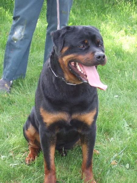 Publication : de l'Antre des Cabochards Auteur : Mme HENNEVEU