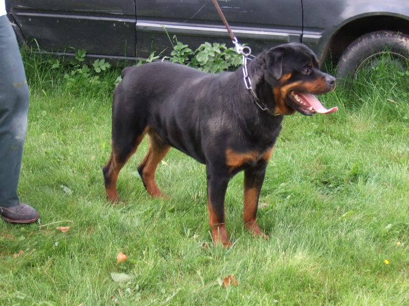 Publication : de l'Antre des Cabochards Auteur : Mme HENNEVEU