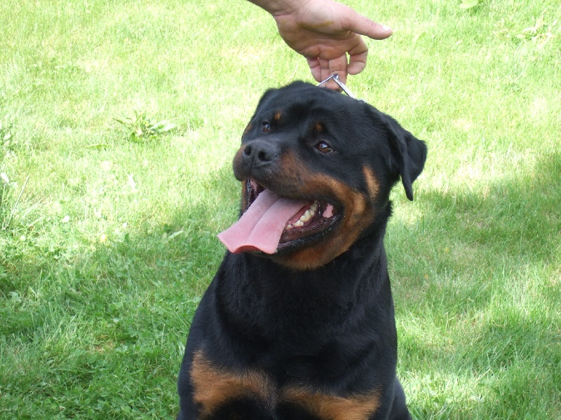 Publication : de l'Antre des Cabochards Auteur : Mme HENNEVEU