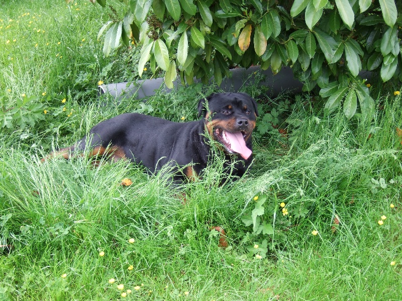 Publication : de l'Antre des Cabochards Auteur : Mme HENNEVEU