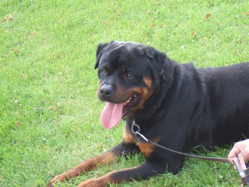 Publication : de l'Antre des Cabochards Auteur : Mme HENNEVEU