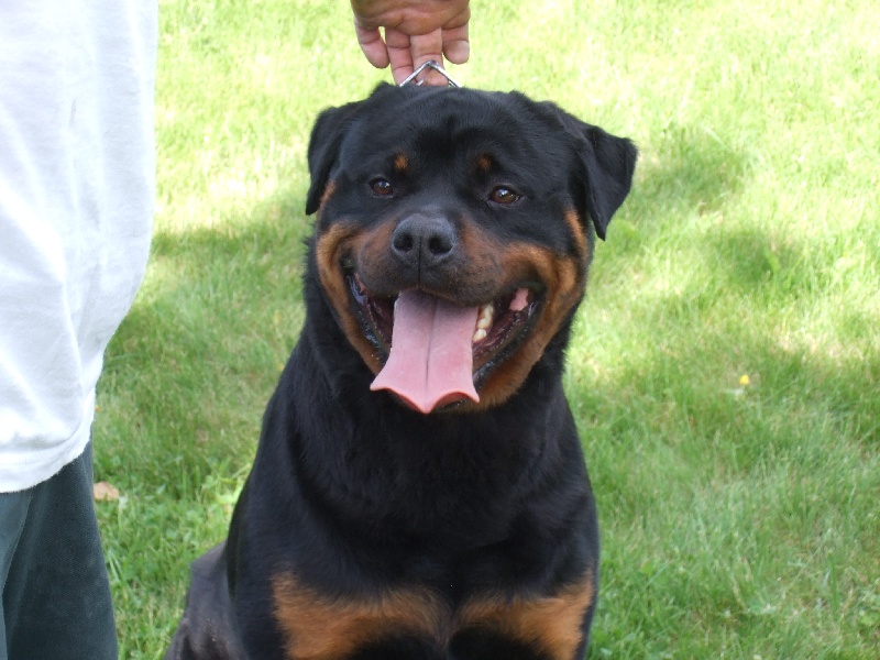 Publication : de l'Antre des Cabochards Auteur : Mme HENNEVEU