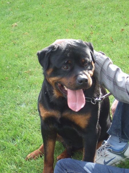 Publication : de l'Antre des Cabochards Auteur : Mme HENNEVEU