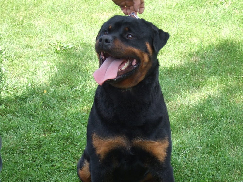 Publication : de l'Antre des Cabochards Auteur : Mme HENNEVEU