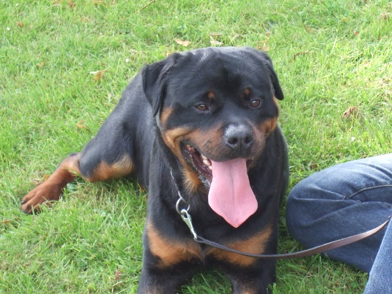 Publication : de l'Antre des Cabochards Auteur : Mme HENNEVEU