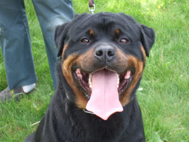 Publication : de l'Antre des Cabochards Auteur : Mme HENNEVEU