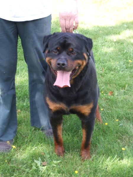 Publication : de l'Antre des Cabochards Auteur : Mme HENNEVEU