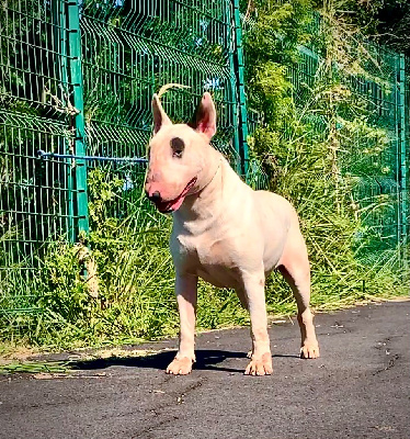 Étalon Bull Terrier - Roberto badggio du domaine du moulin d'allamont