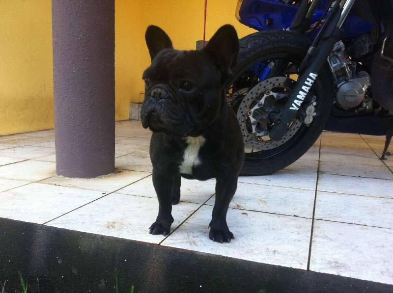 Publication : de Run Bull Auteur : boulanouar