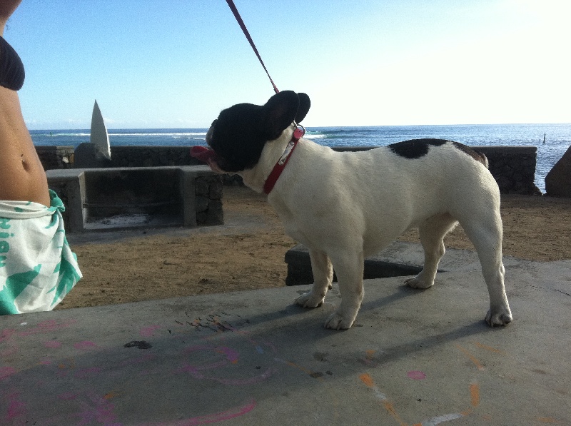 Publication : de Run Bull Auteur : boulanouar