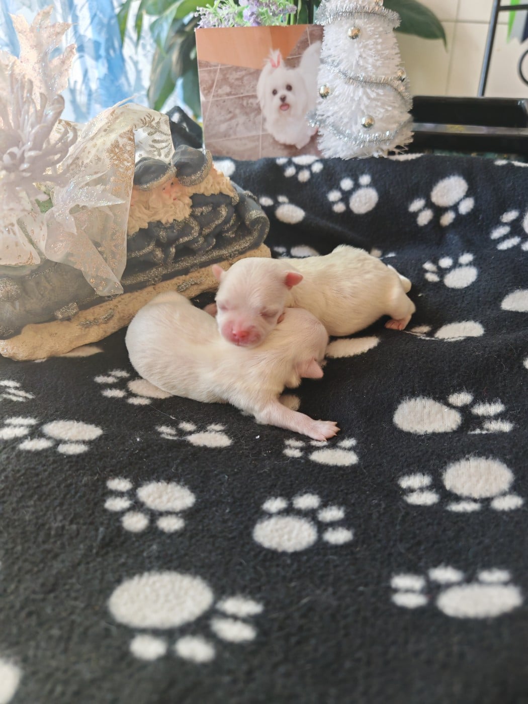 CHIOT 2 - Bichon maltais