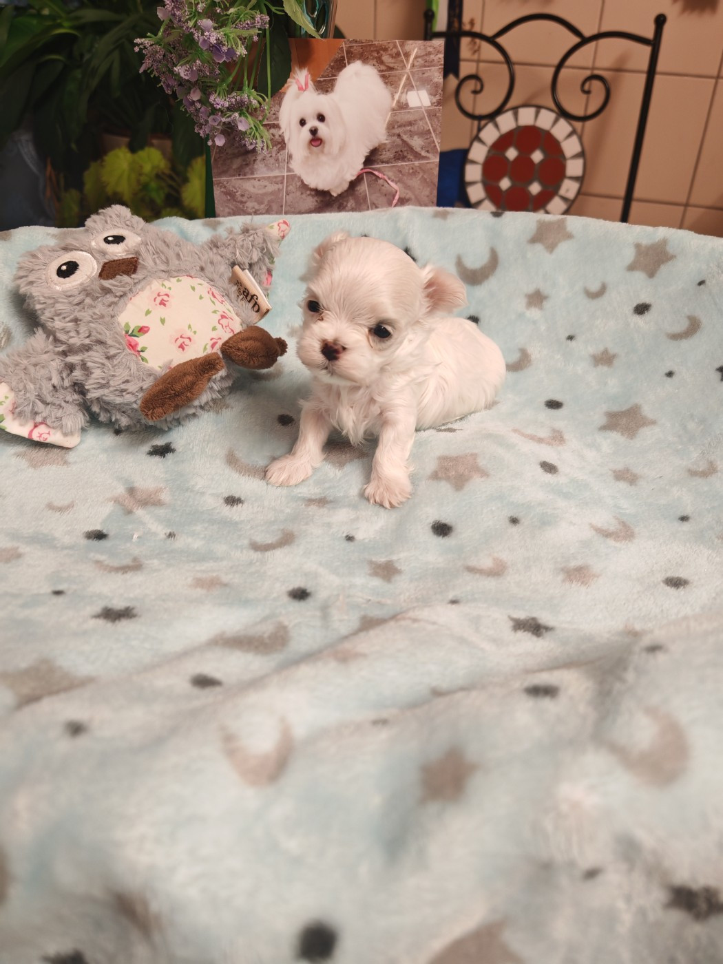 BAILY du domaine de l'aristochien