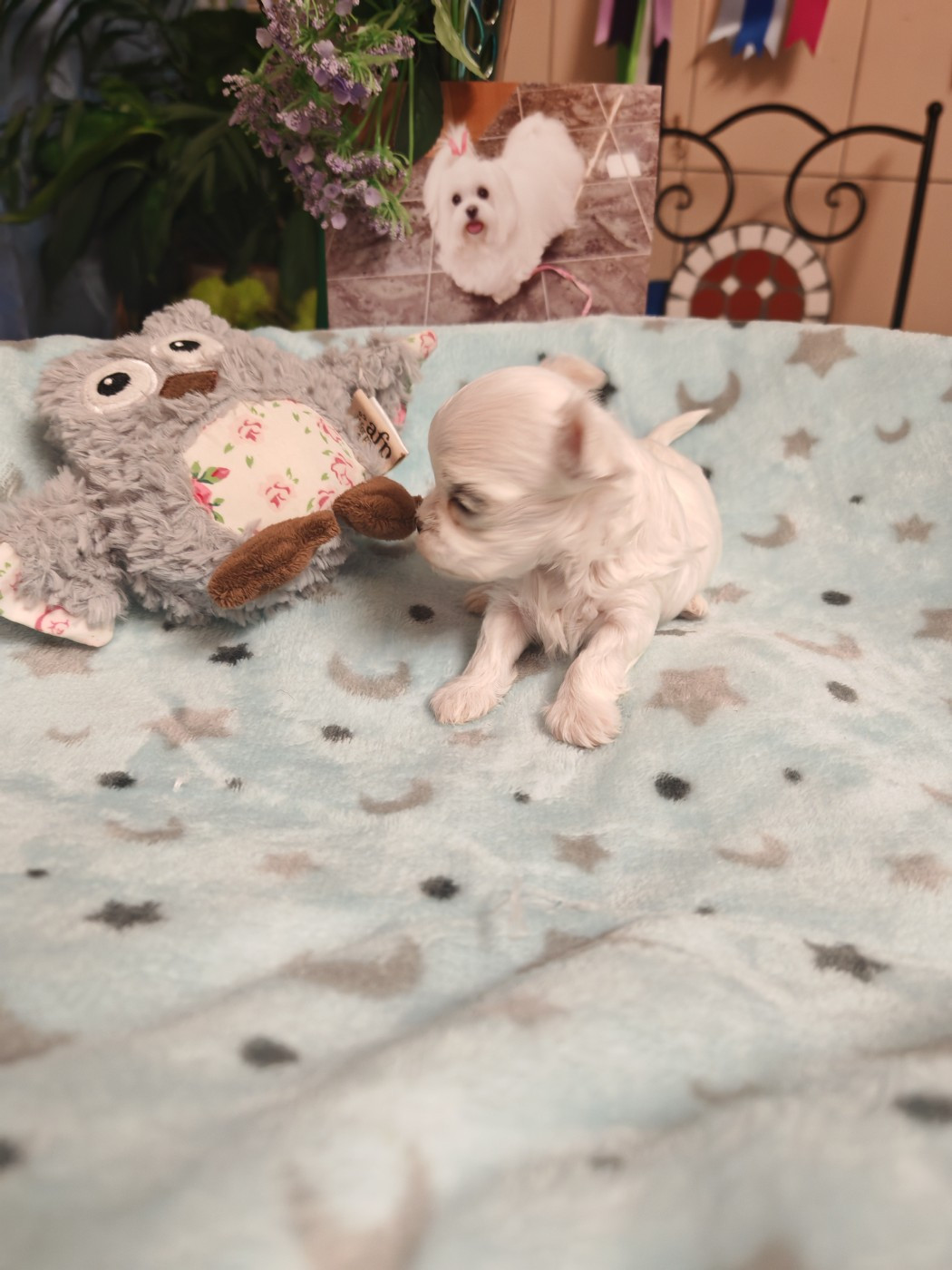 BAILY du domaine de l'aristochien