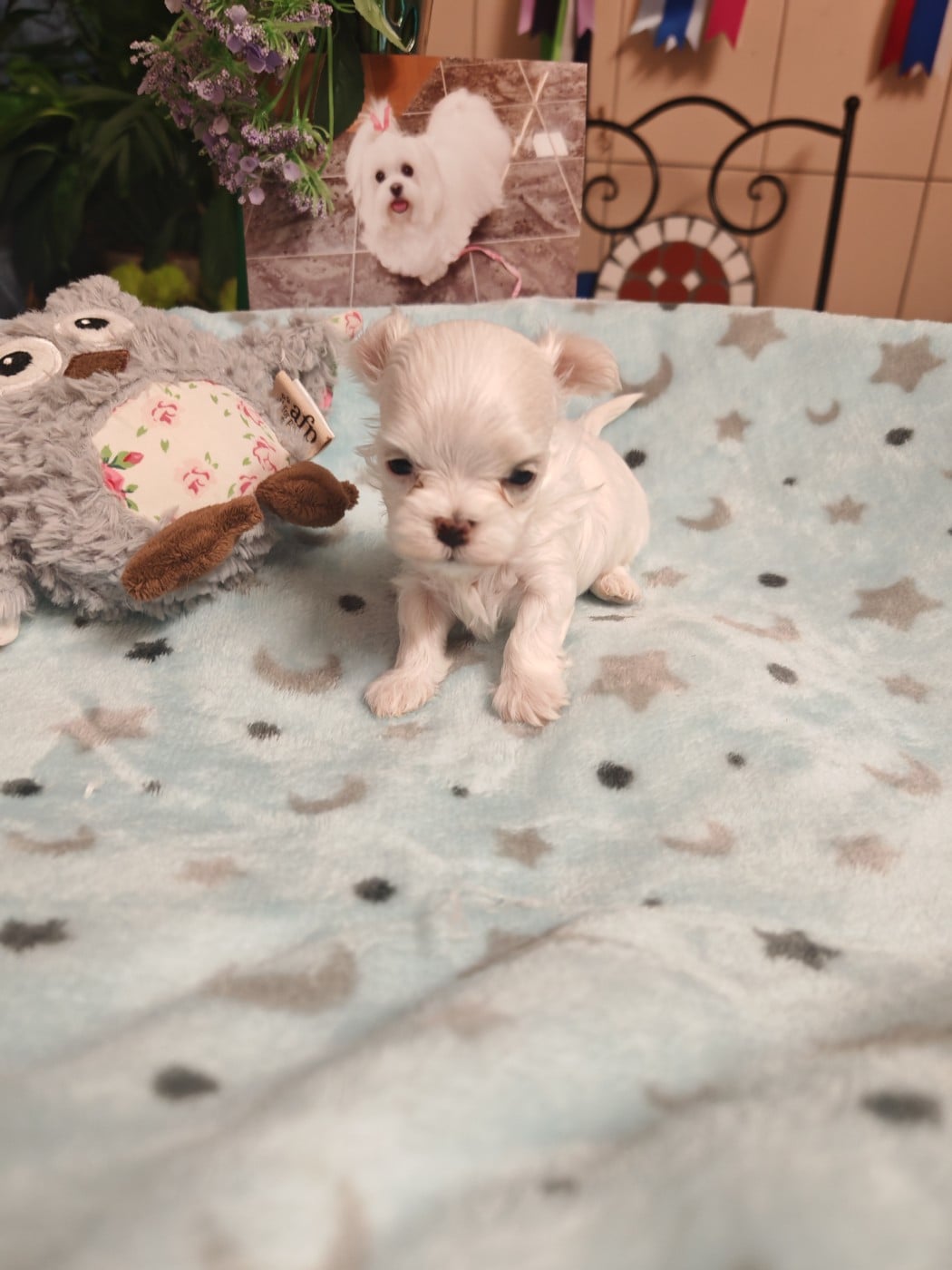 BAILY du domaine de l'aristochien