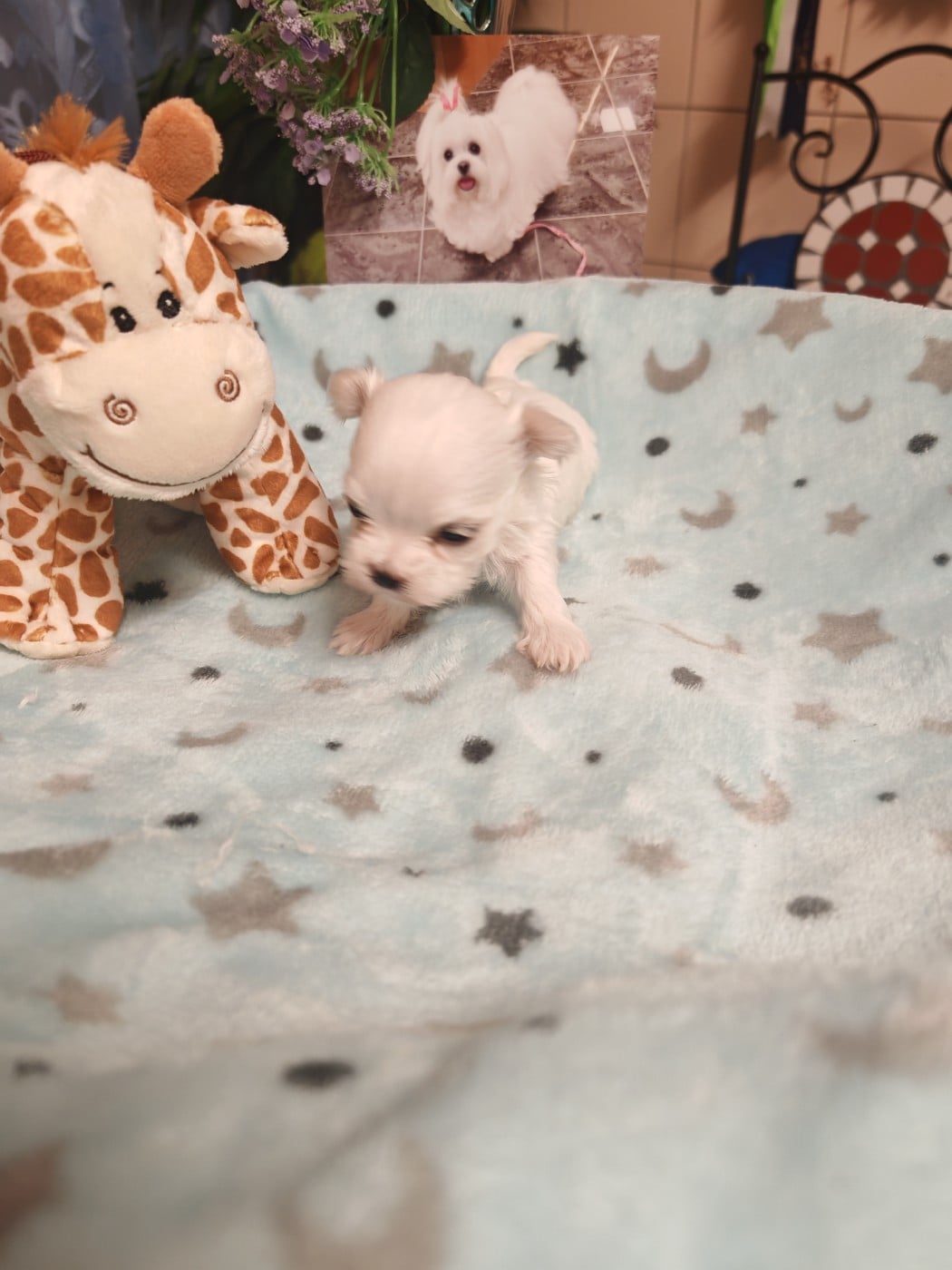 BABY-DOLCE du domaine de l'aristochien