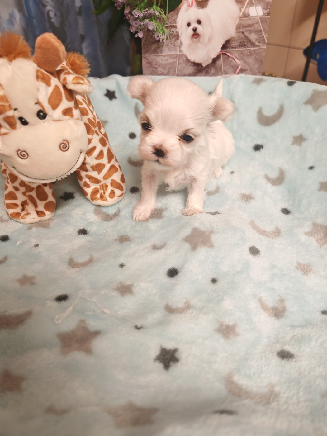 BABY-DOLCE du domaine de l'aristochien