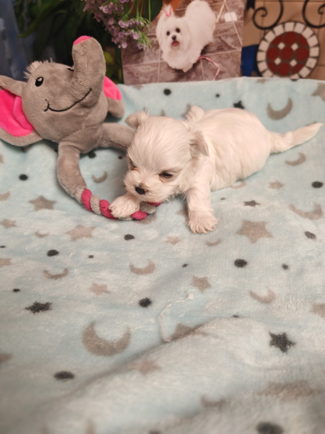 Balthazar du domaine de l'aristochien