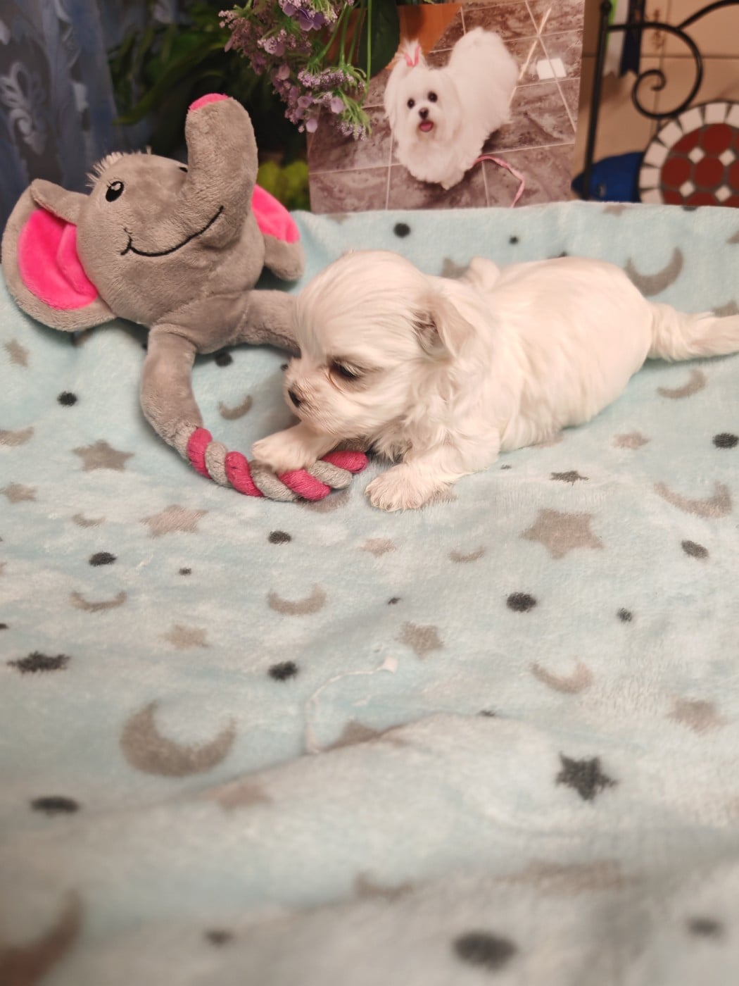 Balthazar du domaine de l'aristochien