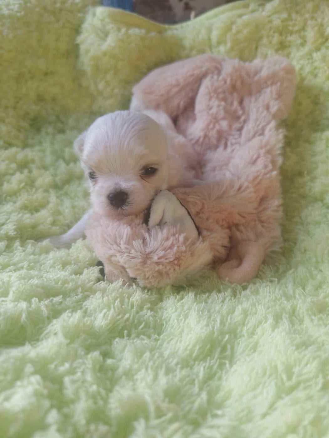 Chiot N°2