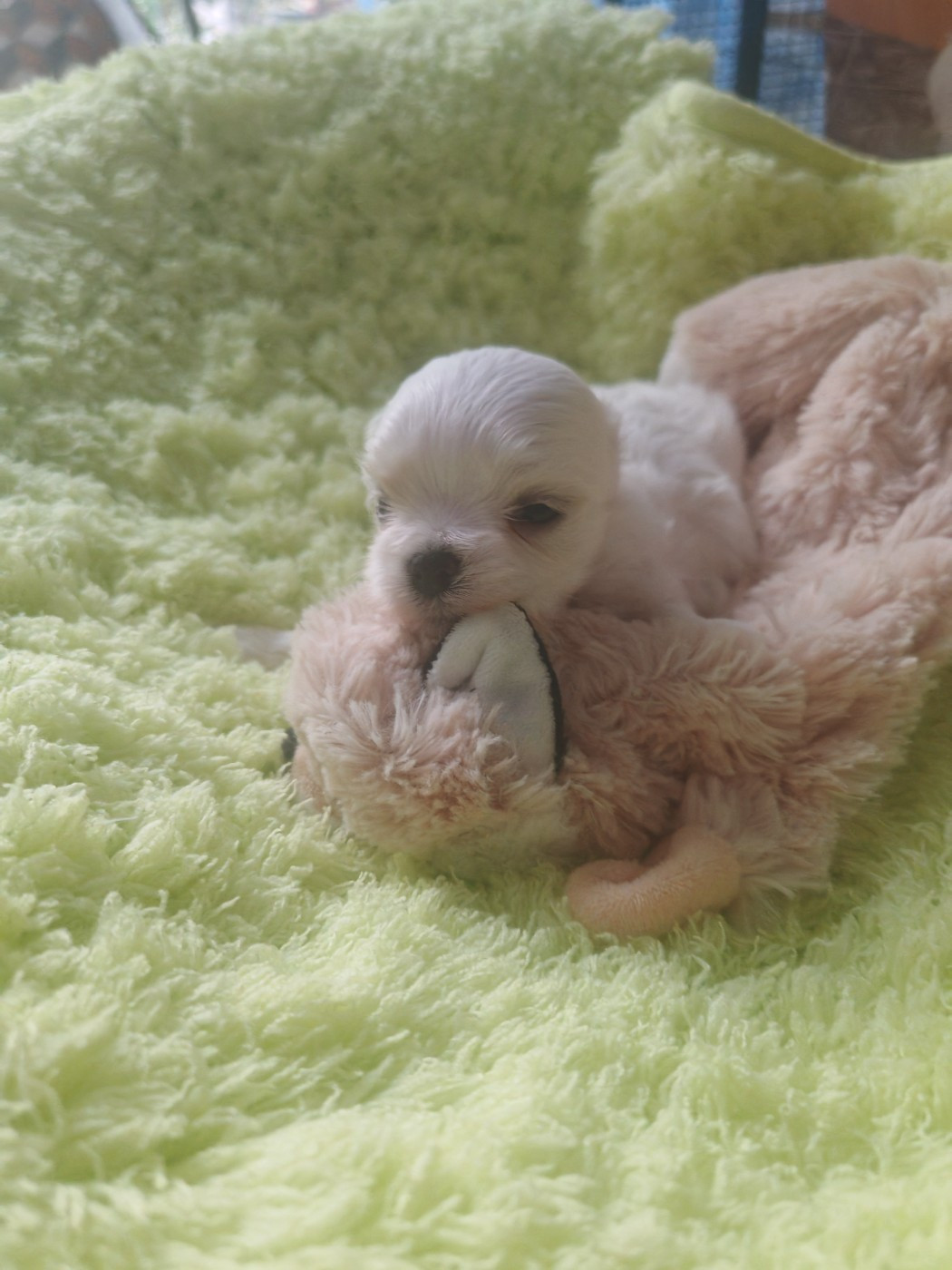 Chiot N°2