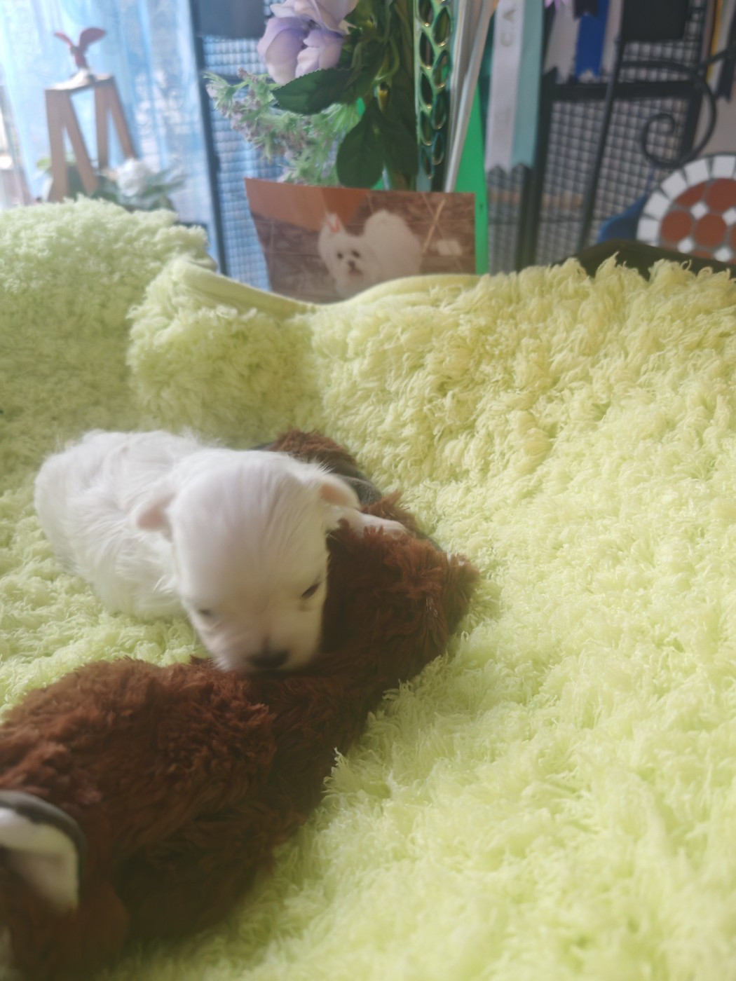 Chiot N°1