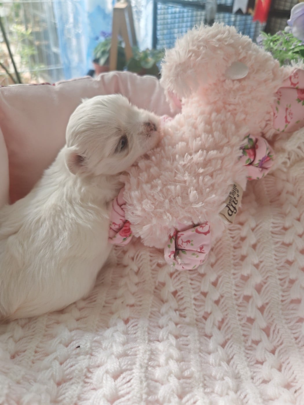 Chiot N°1