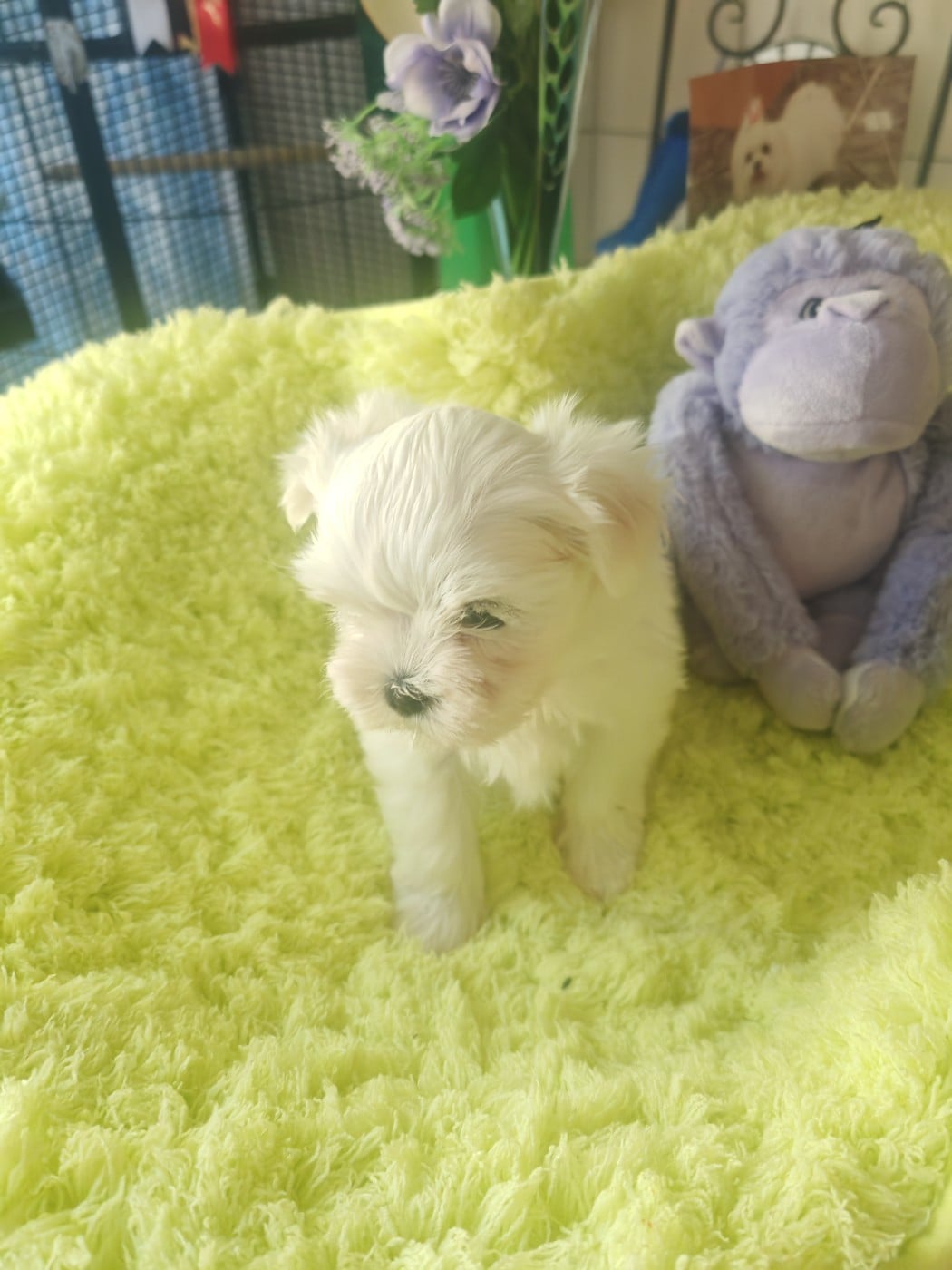 Chiot N°3