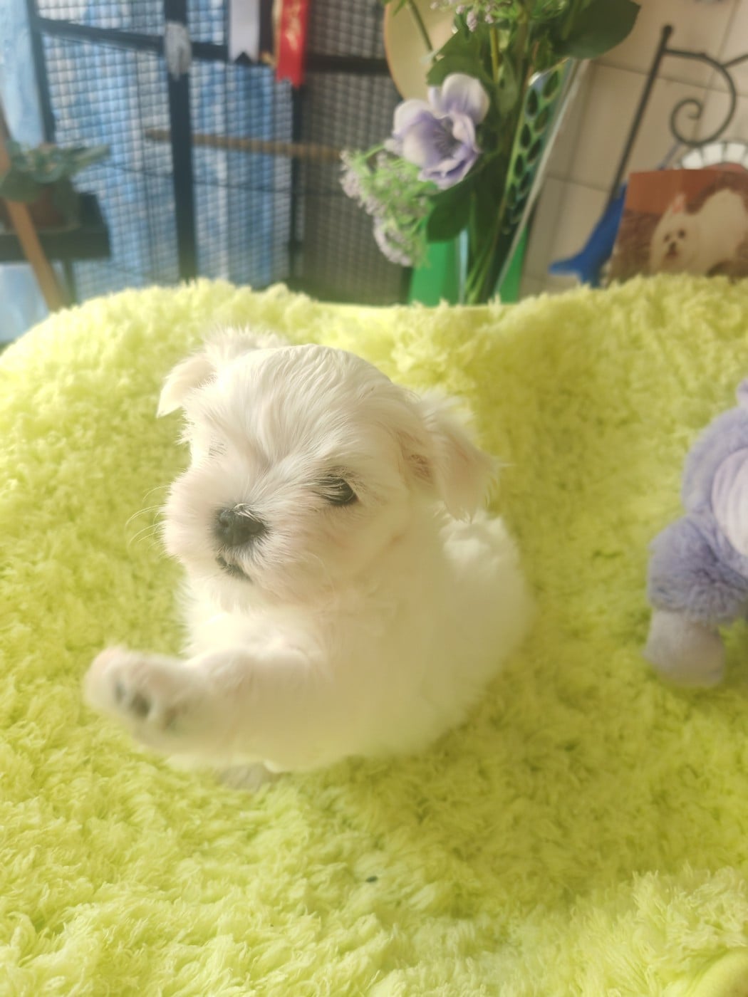 Chiot N°3