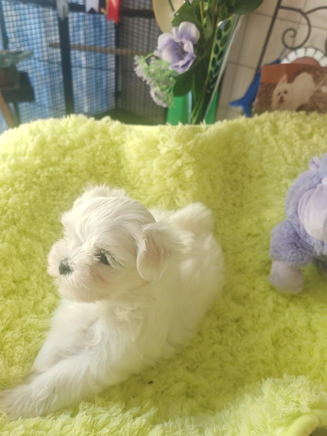 Chiot N°3