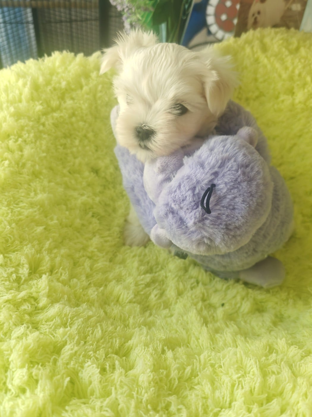 Chiot N°3