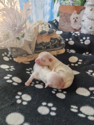 Les chiots de Bichon maltais