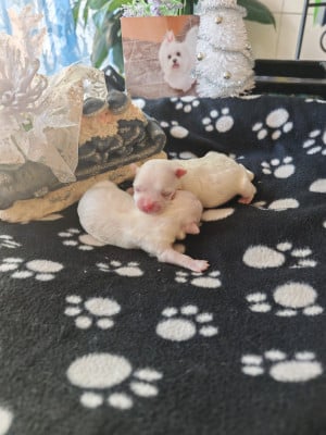 Les chiots de Bichon maltais