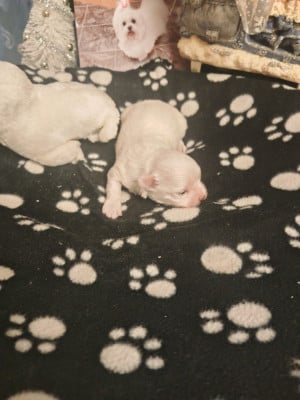 Les chiots de Bichon maltais