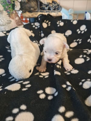 Les chiots de Bichon maltais