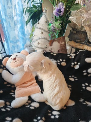 Les chiots de Bichon maltais