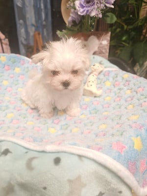 Les chiots de Bichon maltais