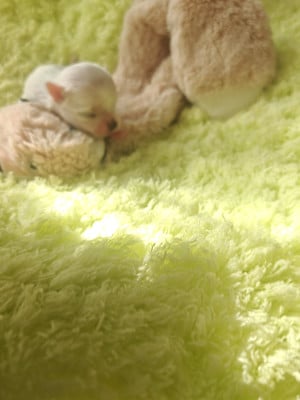 Les chiots de Bichon maltais