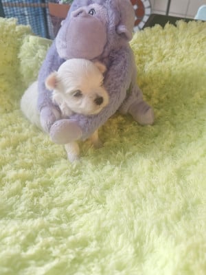 Les chiots de Bichon maltais