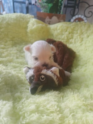 Les chiots de Bichon maltais