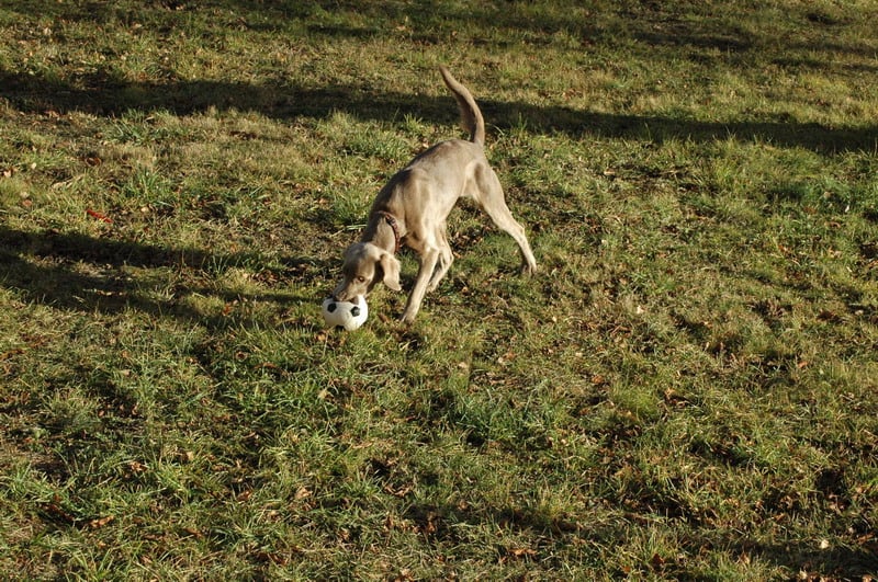 Publication : de Romatomé