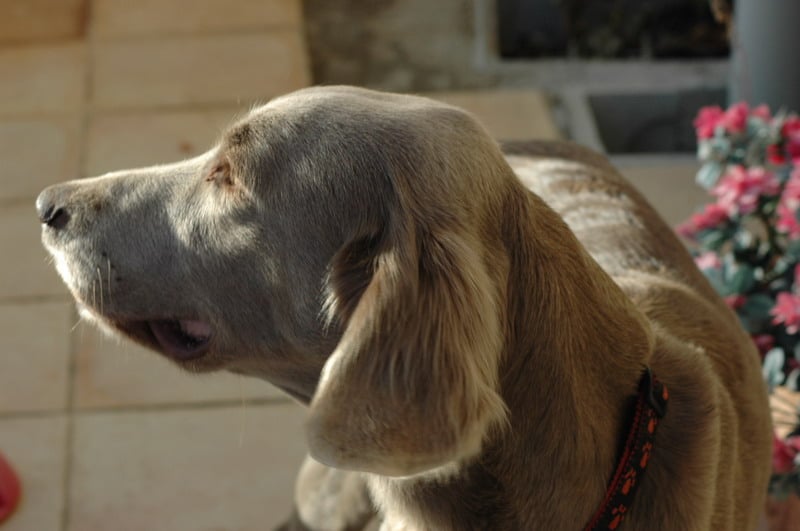 Publication : de Romatomé